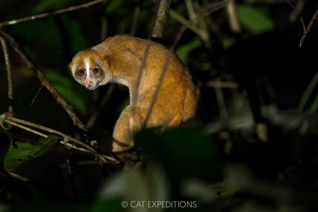 Phillipine Slow Loris, Borneo, Malaysia