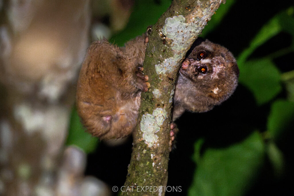 Phillipine Slow Loris licking branch, Kinabatangan River, Borneo, Malaysia
