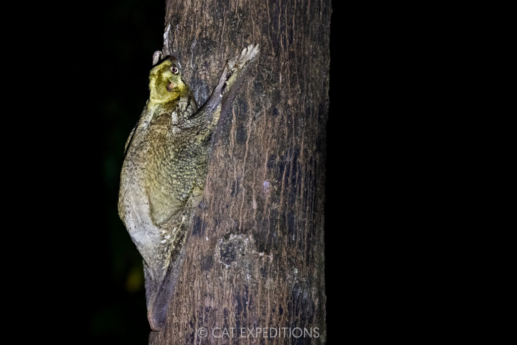 Malayan Colugo at night, Borneo, Malaysia