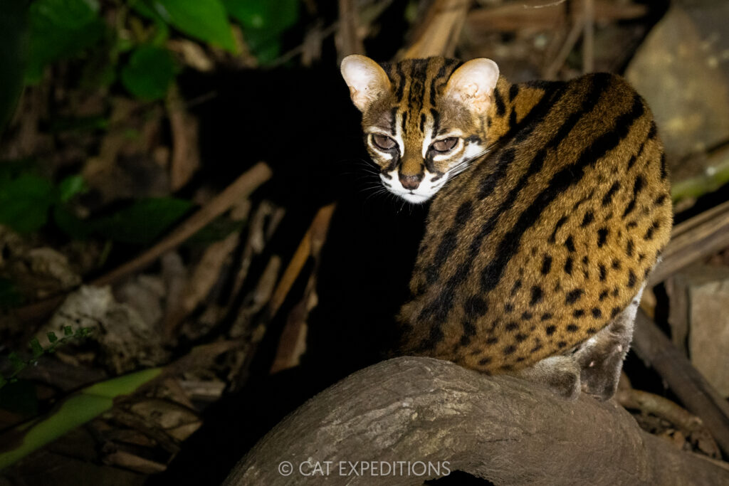 Sunda Leopard Cat, Borneo, Malaysia