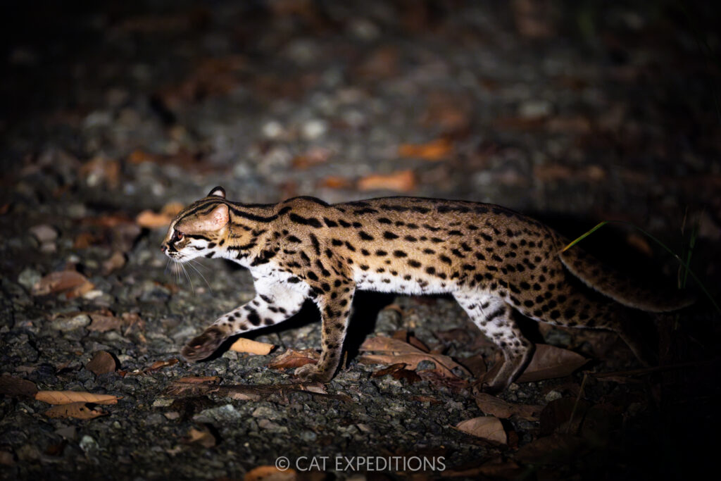 Sunda Leopard Cat at night in Deramakot Forest Reserve during our Cats of Borneo Photo Tour 2025
