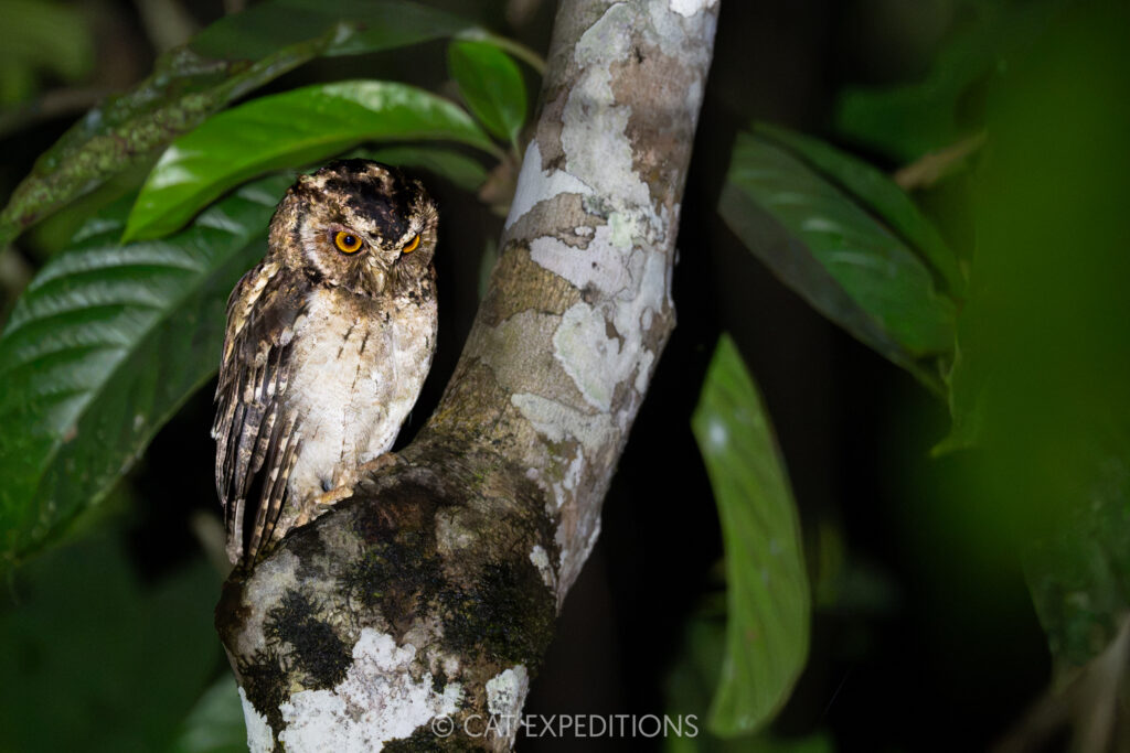 Sunda Scops-Owl at night, Kinabatangan River, Sabah, Borneo, Malaysia. Photographed during our Cats of Borneo 2025 photo tour.