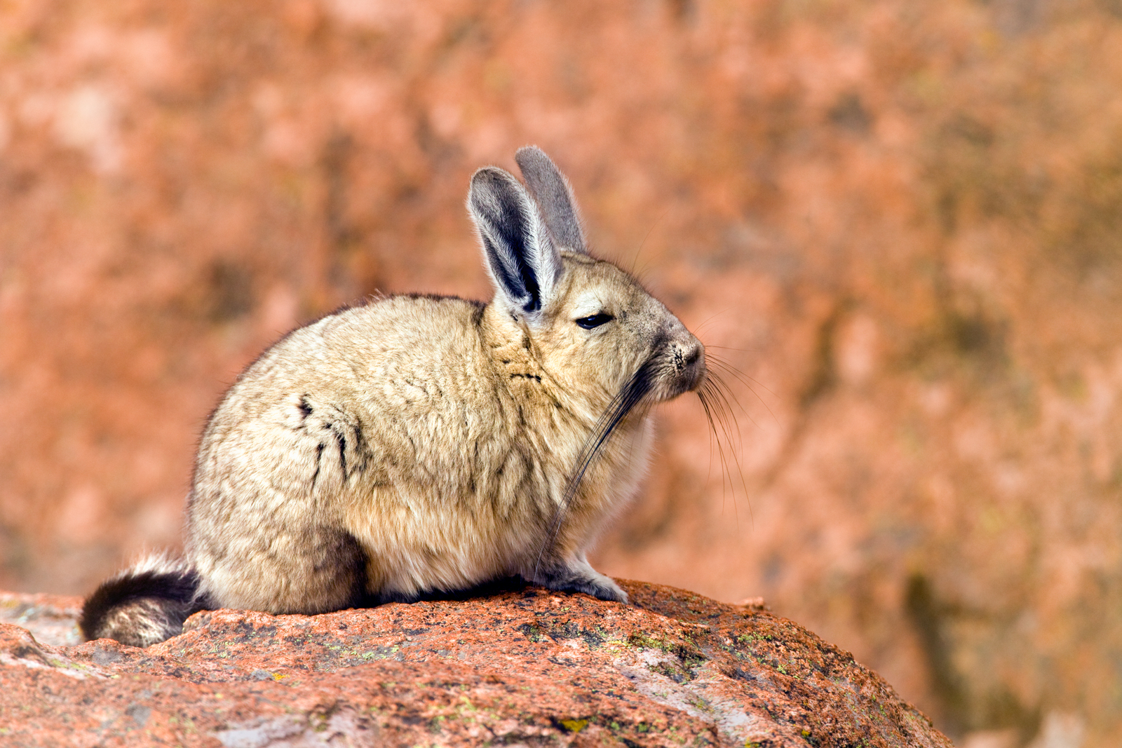 Viscacha in Andes