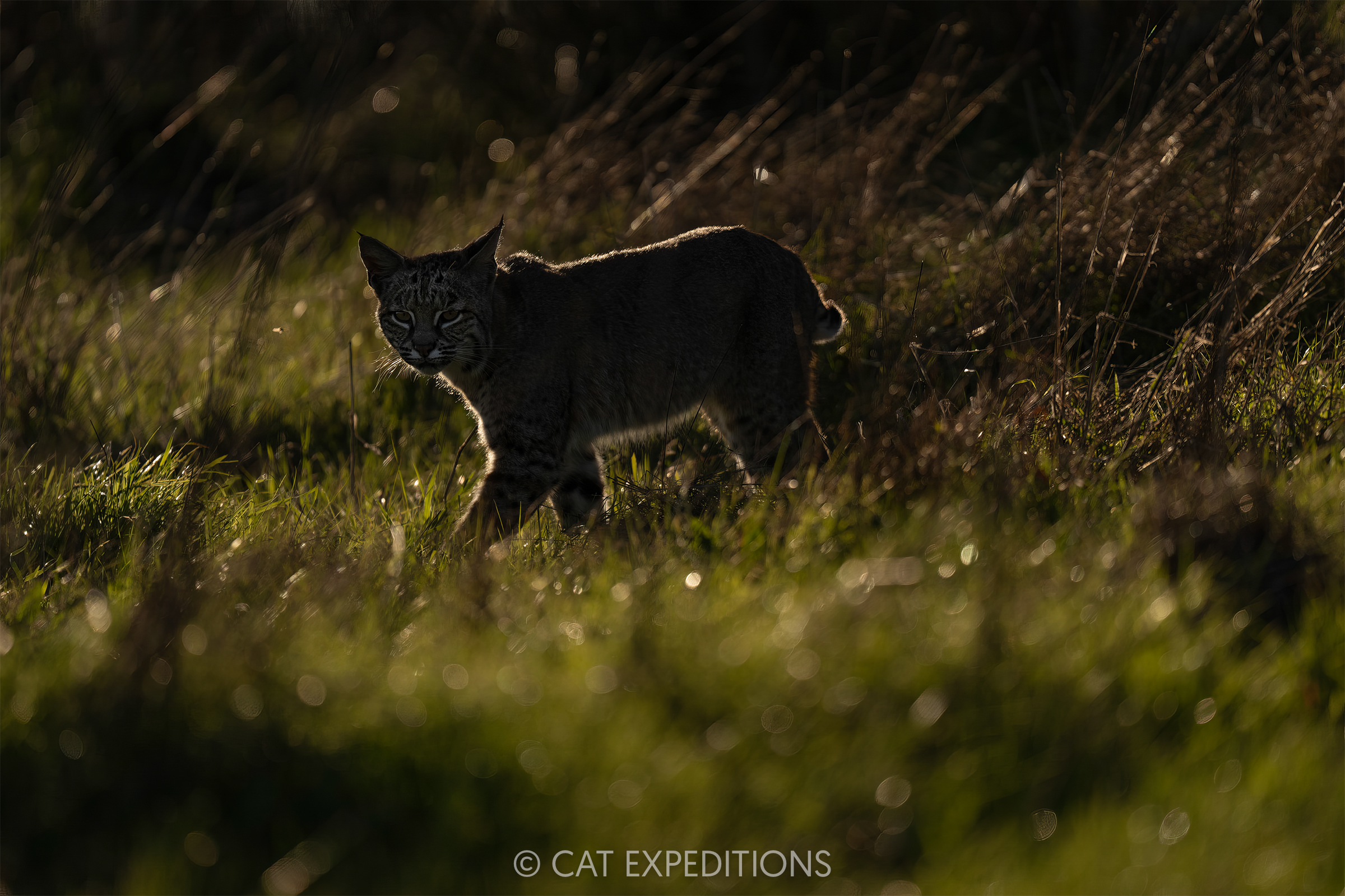 Bobcat female, taken during our private Bobcats of California photo tour in 2025. Photo by Cat Expeditions guide Andres Novales