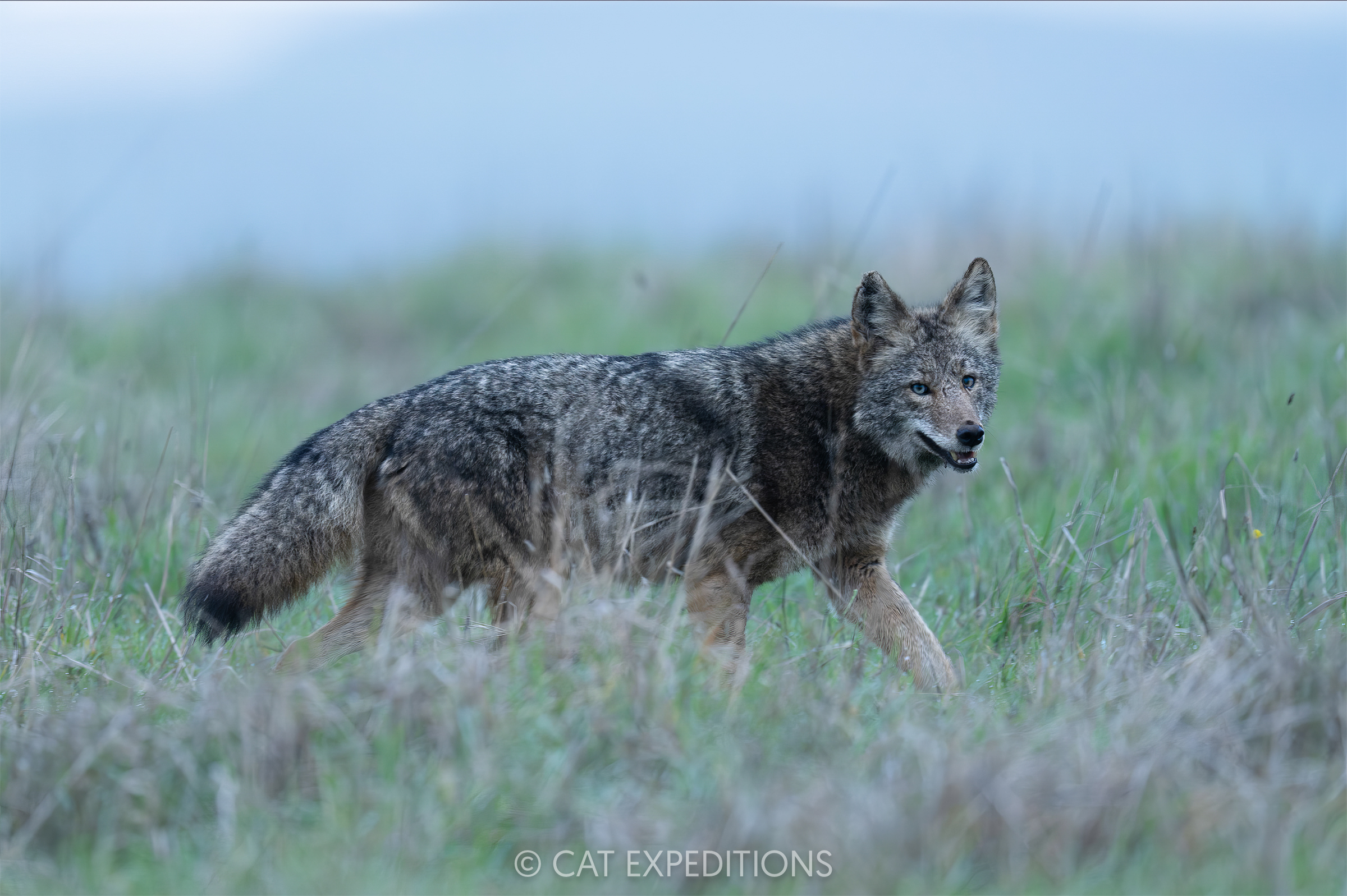 Coyote, taken during our private Bobcats of California photo tour in 2025. Photo by Cat Expeditions guide Andres Novales